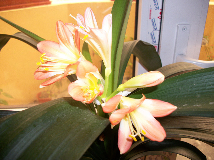 100_1617 - clivia