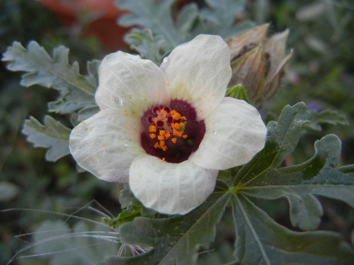 Hibiscus trionum (2012, July 16) - Hibiscus trionum