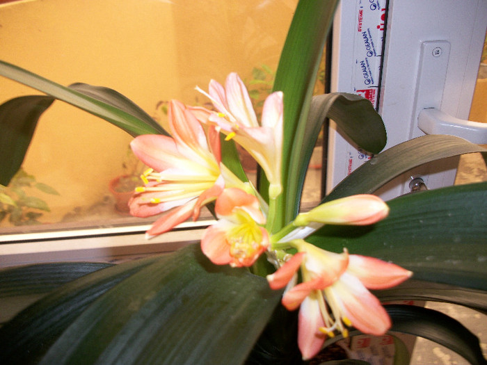 100_1621 - clivia