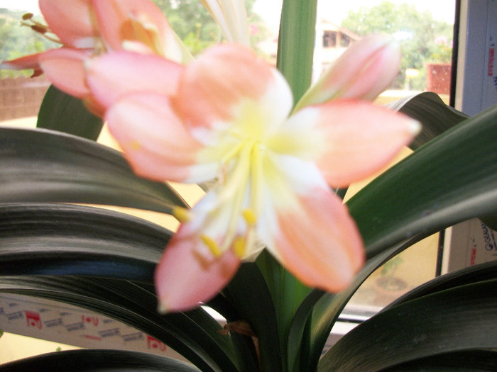 100_1623 - clivia