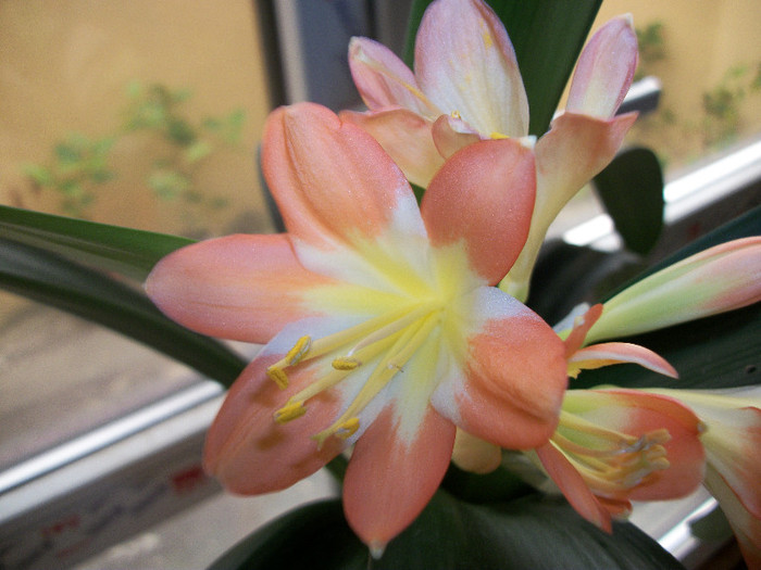 100_1624 - clivia