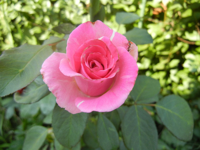Rose Pink Peace (2012, July 16)