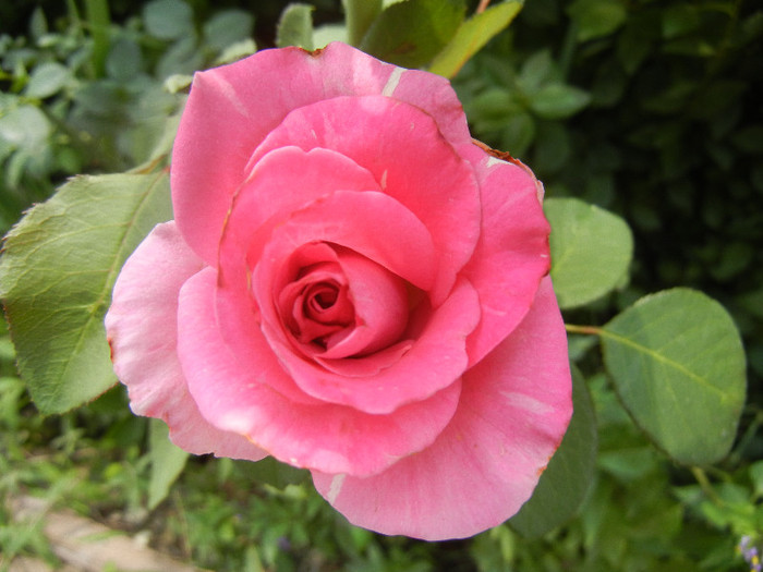 Rose Pink Peace (2012, July 16)