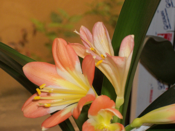 100_1628 - clivia