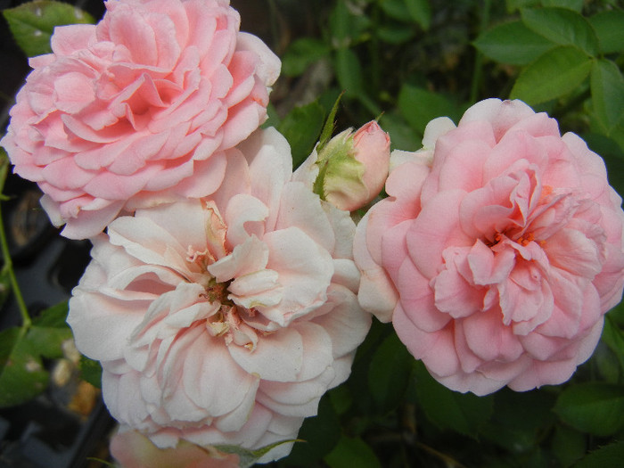 Rose Pleasure (2012, July 16)