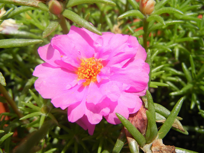 Portulaca grandiflora (2012, July 16) - PORTULACA Grandiflora