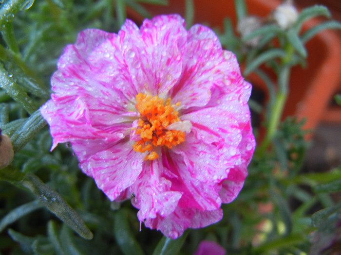 Portulaca grandiflora (2012, July 16)