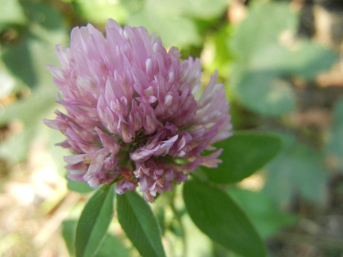 Trifolium pratense (2012, July 17) - Trifolium pratense_Red Clover