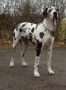 imagesCAWIO088 - great dane