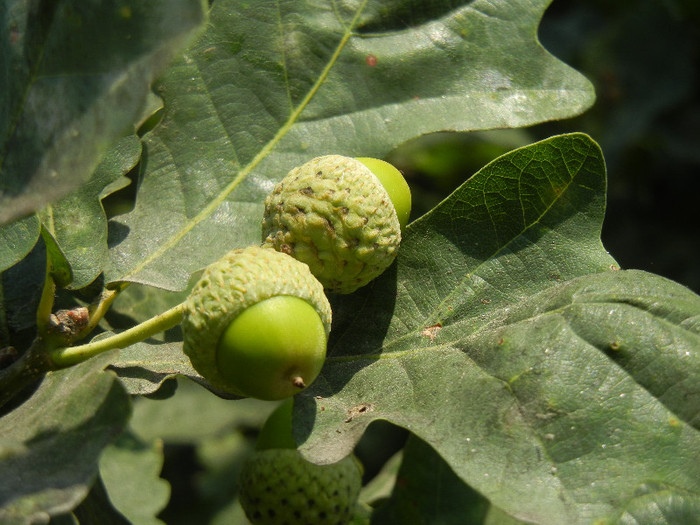 Quercus robur (2012, July 09) - Quercus robur_Oak Tree