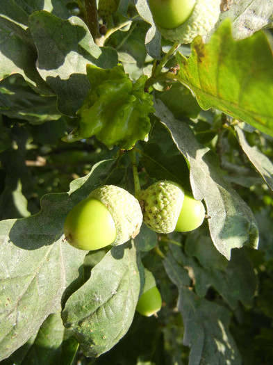 Quercus robur (2012, July 09) - Quercus robur_Oak Tree