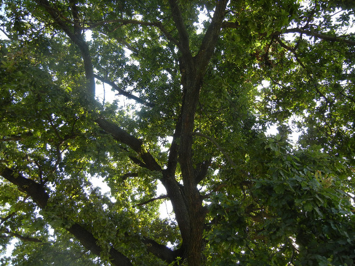 Oak Tree_Stejar (2012, July 16)