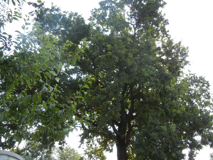 Oak Tree_Stejar (2012, July 16)