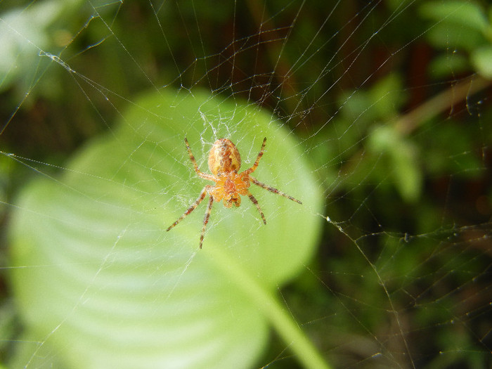 Spider_Paianjen (2012, July 16) - SPIDER_Paianjen