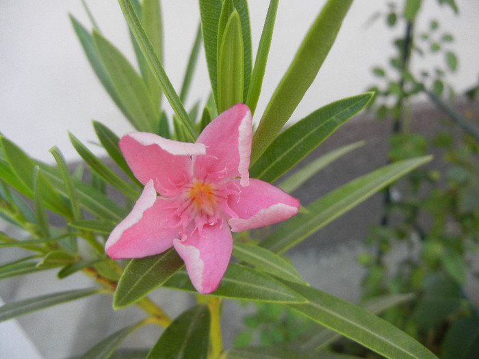 Pink Oleander (2012, July 16) - NERIUM Oleander