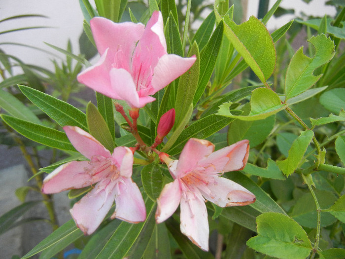 Pink Oleander (2012, July 16) - NERIUM Oleander