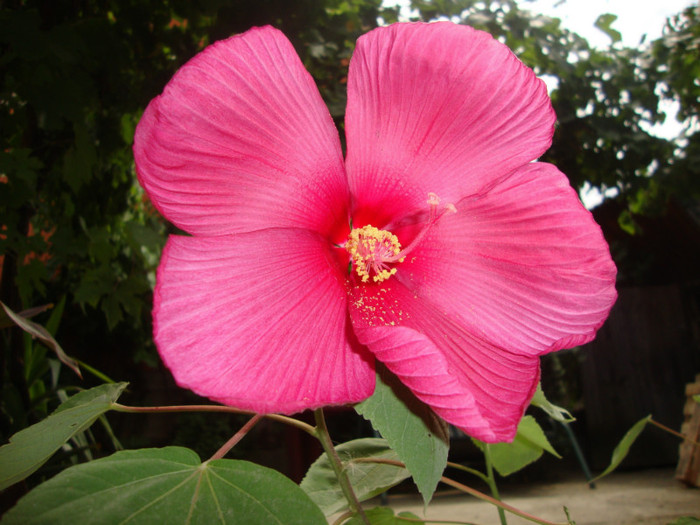  - hibiscus moscheutos