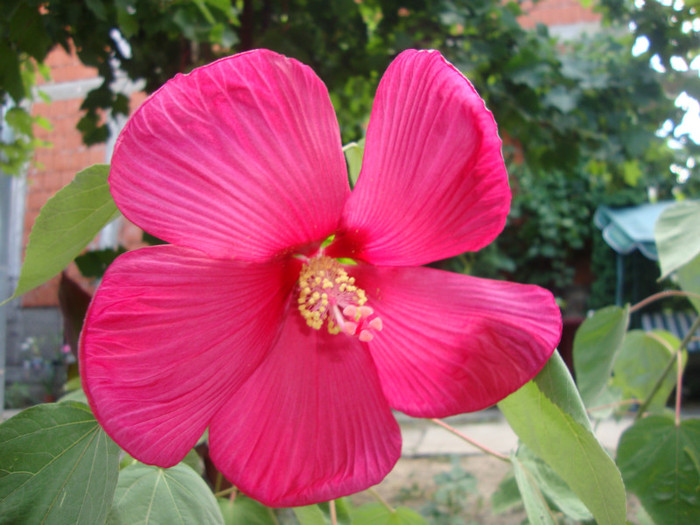  - hibiscus moscheutos