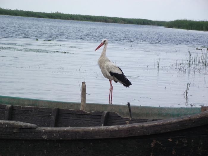 DSCF7973 - somova delta dunarii foto