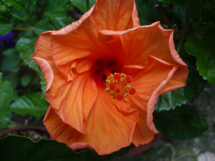 P1150892 - HIBISCUSI 2012-2