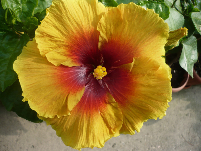 P1150895 - HIBISCUSI 2012-2