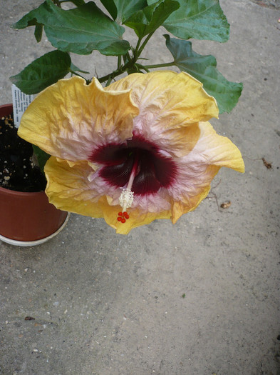 P1150899 - HIBISCUSI 2012-2