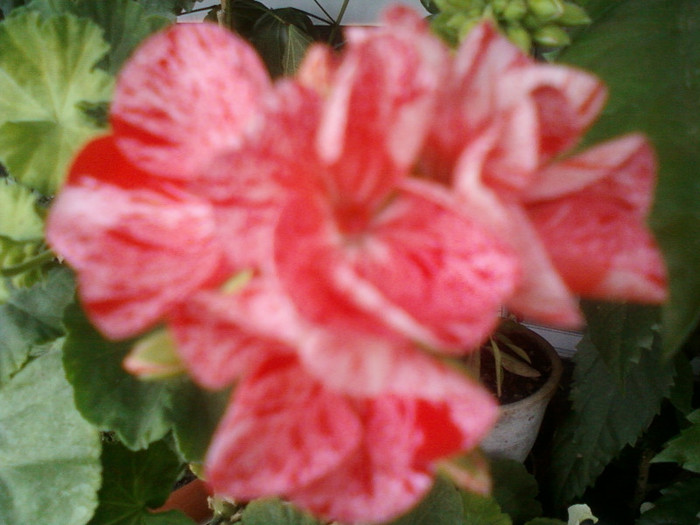 16 iulie 2012-flori 012