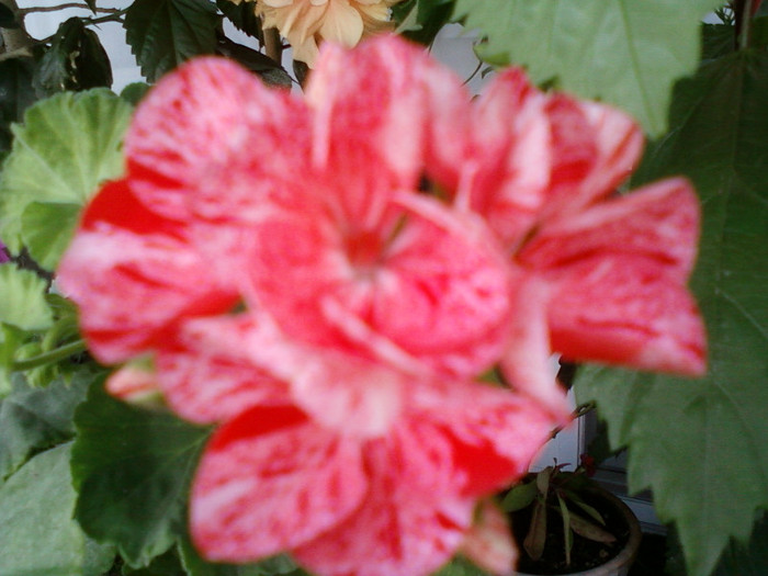 16 iulie 2012-flori 047