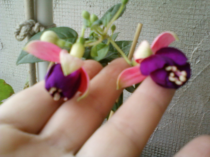 fuchsia mov cu alb
