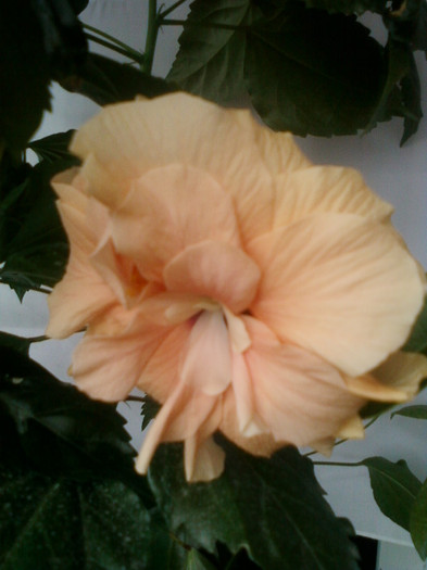 16 iulie 2012-flori 021