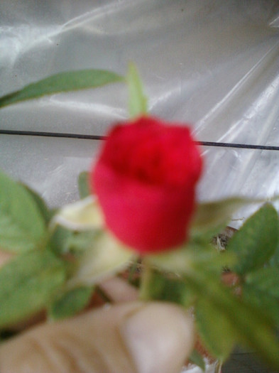 16 iulie 2012-flori 029 - mini rosa