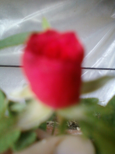 16 iulie 2012-flori 033 - mini rosa