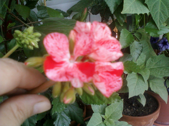 muscata pestrita - muscate