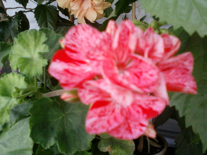 16 iulie 2012-flori 049 - muscate