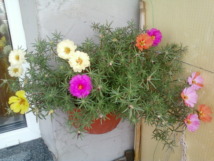 16 iulie 2012-flori 040