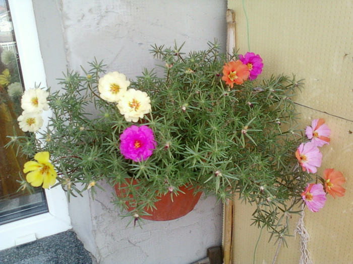 16 iulie 2012-flori 042