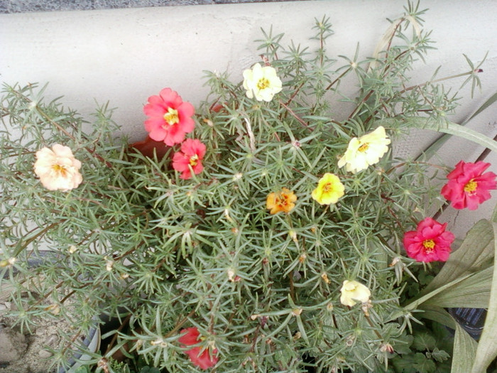 16 iulie 2012-flori 043 - portulaca