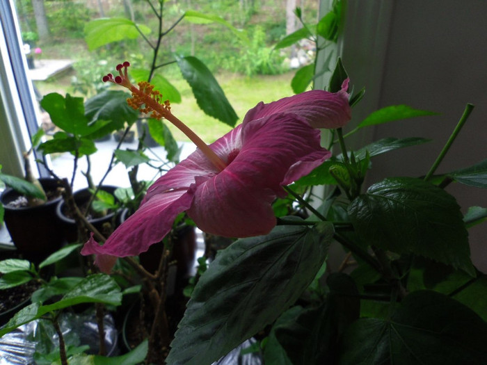 16 iulie 2012 - Hibiscus Lena