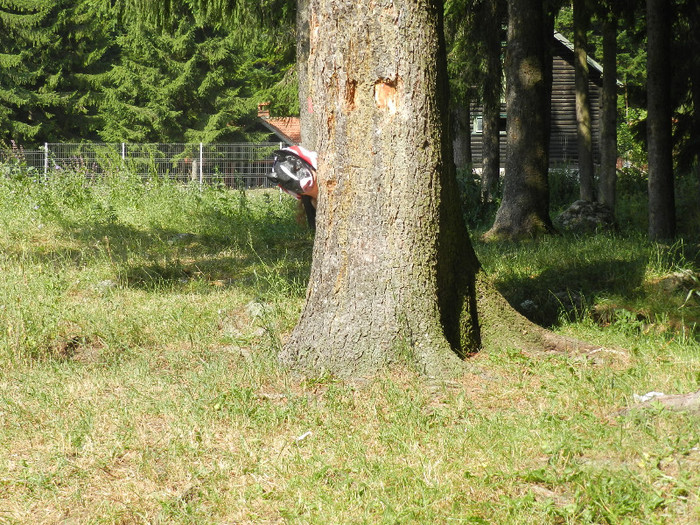 ATENTIE,PORC DUPA COPAC:))) - AM EVADAT DIN BUCURESTI