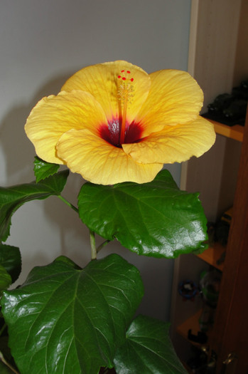 hibi Columbine - B-hibiscus-2012 3