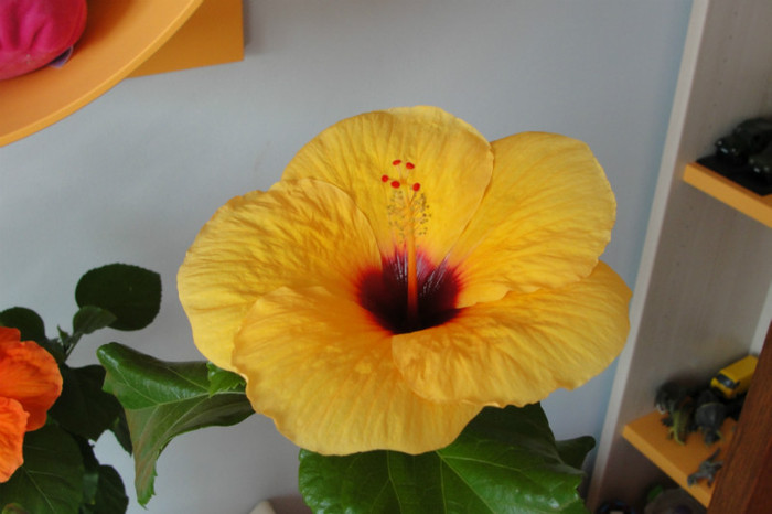  - B-hibiscus-2012 3