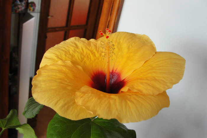 04.07.12 - B-hibiscus-2012 3