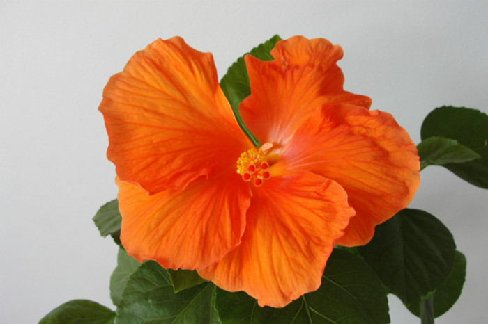 hibi gator orange - B-hibiscus-2012 3
