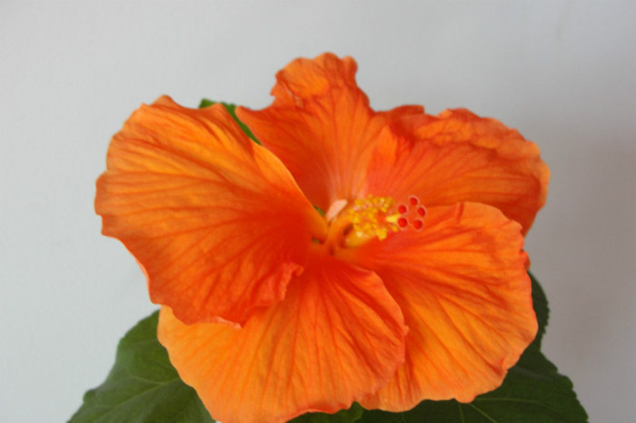 DSC02357 - B-hibiscus-2012 3