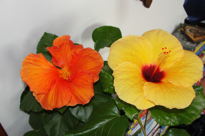  - B-hibiscus-2012 3