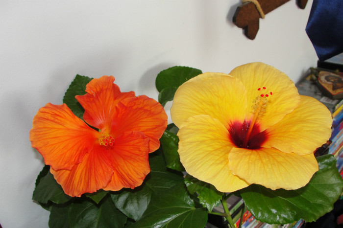  - B-hibiscus-2012 3