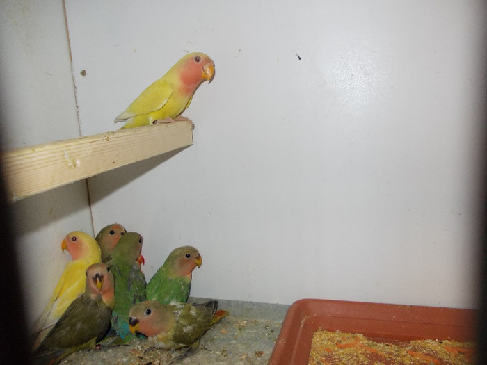 roseicollis opalin-lutino