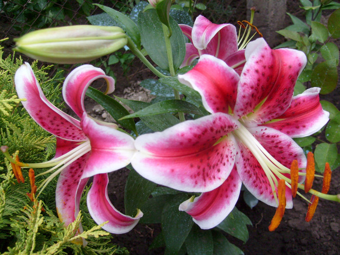 Crin Stargazer; ce sublim...si extrem de parfumat...se la 1 metru distanta se simte parfumul puternic al lui!
