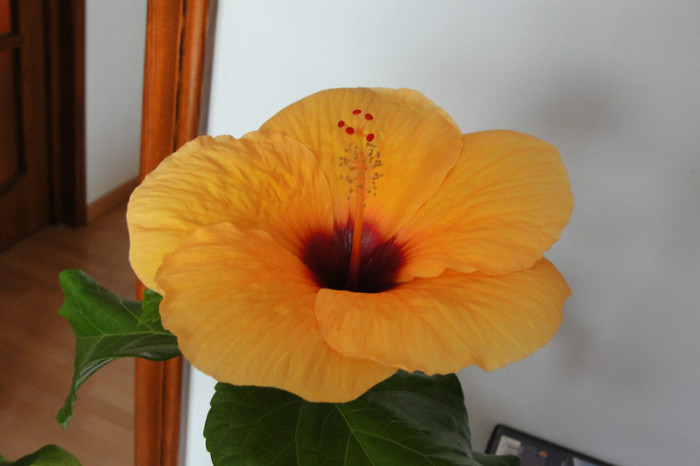 hibi Columbine - B-hibiscus-2012 3