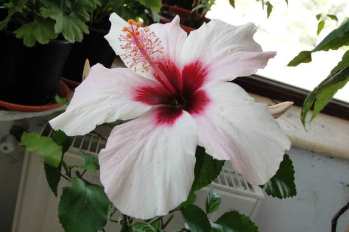 hibi Natal - B-hibiscus-2012 3